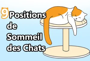9 Positions de Sommeil des Chats