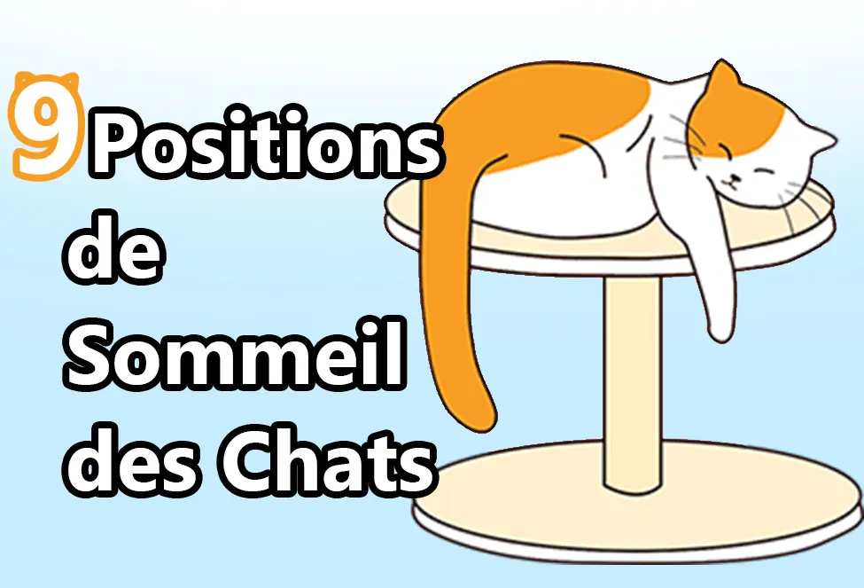 9 Positions de Sommeil des Chats