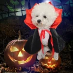 Un bichon frisé porte un costume de vampire avec élégance.