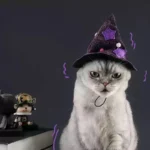 Un chat gris porte un chapeau de sorcier violet avec style.