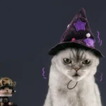 Un chat gris porte un chapeau de sorcier violet.