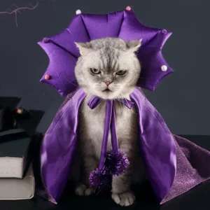 Un chat gris porte une robe de sorcier violette.