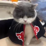 Un chat noir et blanc porte une cape de ninja avec allure.