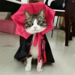 Un chat tigré porte un costume de vampire avec style.