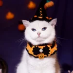 Un chat blanc porte un bandana et un chapeau orange en tricot pour Halloween