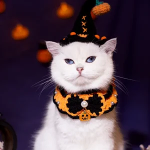 Un chat blanc porte un bandana et un chapeau orange en tricot pour Halloween