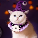 Un chat blanc porte un déguisement violet pour Halloween