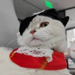 Un chat blanc porte un déguisement de pirate complet