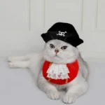 Un chat blanc en déguisement de pirate en train de se reposer