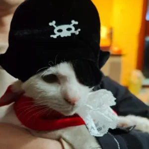 Un chat blanc porte un déguisement de pirate complet