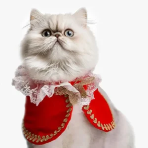 chat persan deguisement couronne chic