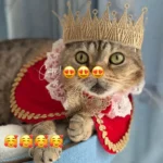 Un chat tigré porte un déguisement avec une couronne