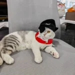 Un chat tigre porte un déguisement de pirate complet