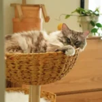 Arbre à Chat Bois Flotté Design Scandinave photo review