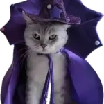 Déguisement Halloween Chat - Magicien Violet Paillettes photo review