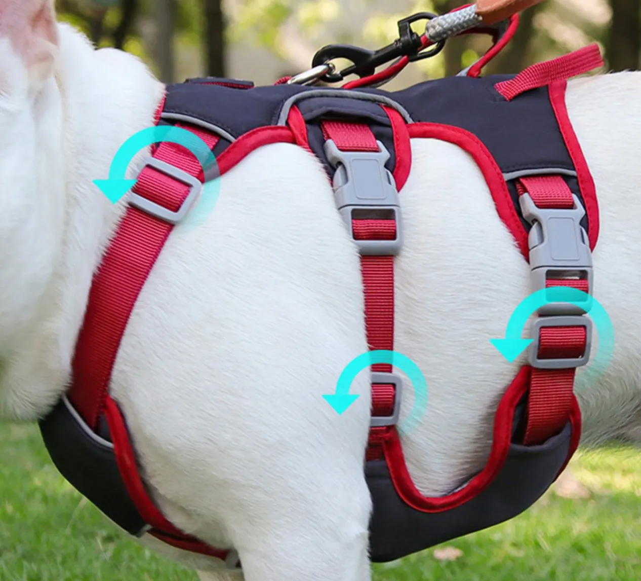 Quel Harnais Pour Chien Choisir ?Guide Complet 2026 Démonstration de l'ajustement correct d'un harnais pour chien - points de contrôle au cou, poitrail et torse