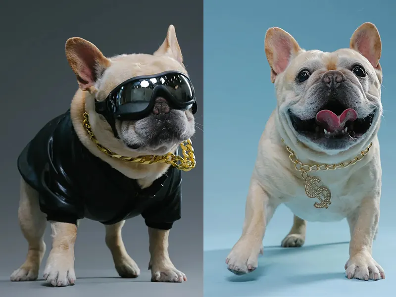 Quelle Race de Chien est la Plus Mignonne ? Top 15 en France Bouledogue Français avec ses oreilles en chauve-souris caractéristiques et son regard attendrissant