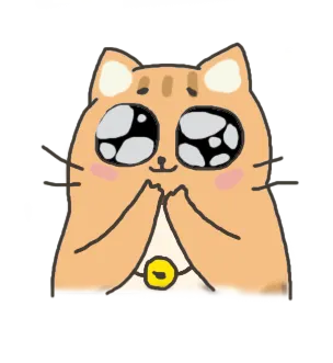 Chat avec regard fixe et intense en mode chasse ou intimidation