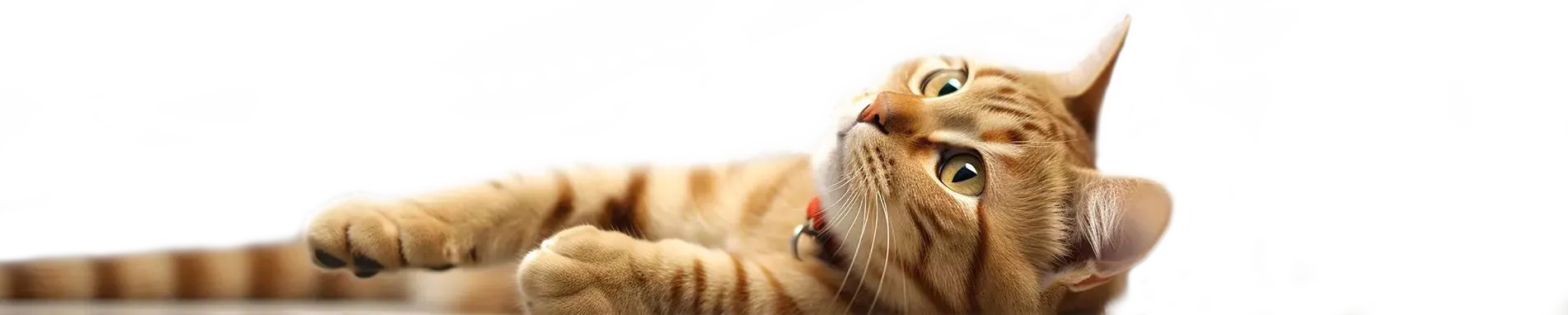 Chat heureux et détendu montrant un langage corporel positif avec queue dressée et oreilles pointées vers l'avant