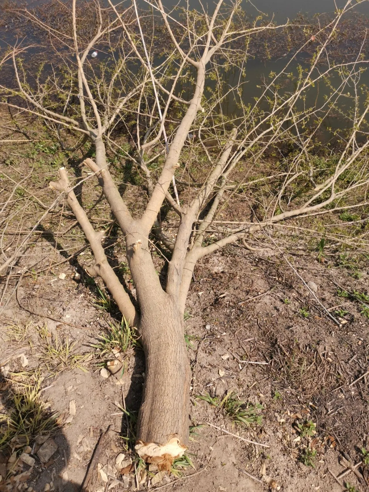 Fabriquer un Arbre à Chat en Bois Naturel : Guide Complet DIY Coupe d'un arbre pour fabriquer un arbre à chat en bois naturel dans un jardin