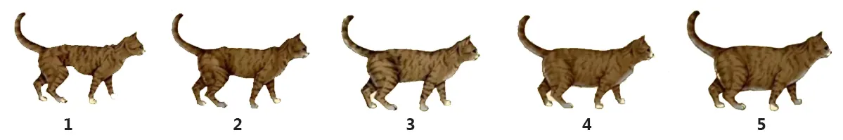 Comment Faire Maigrir Son Chat : Guide Pratique Schéma illustrant les différents niveaux d'obésité chez le chat : poids idéal, surpoids et obésité avec vue de profil et de dessus