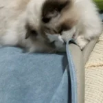 Protège Canapé Pour Chat Imperméable Anti Griffes photo review