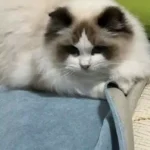 Protège Canapé Pour Chat Imperméable Anti Griffes photo review