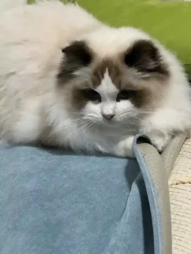 Click to view full screen Protège Canapé Pour Chat Imperméable Anti Griffes photo review