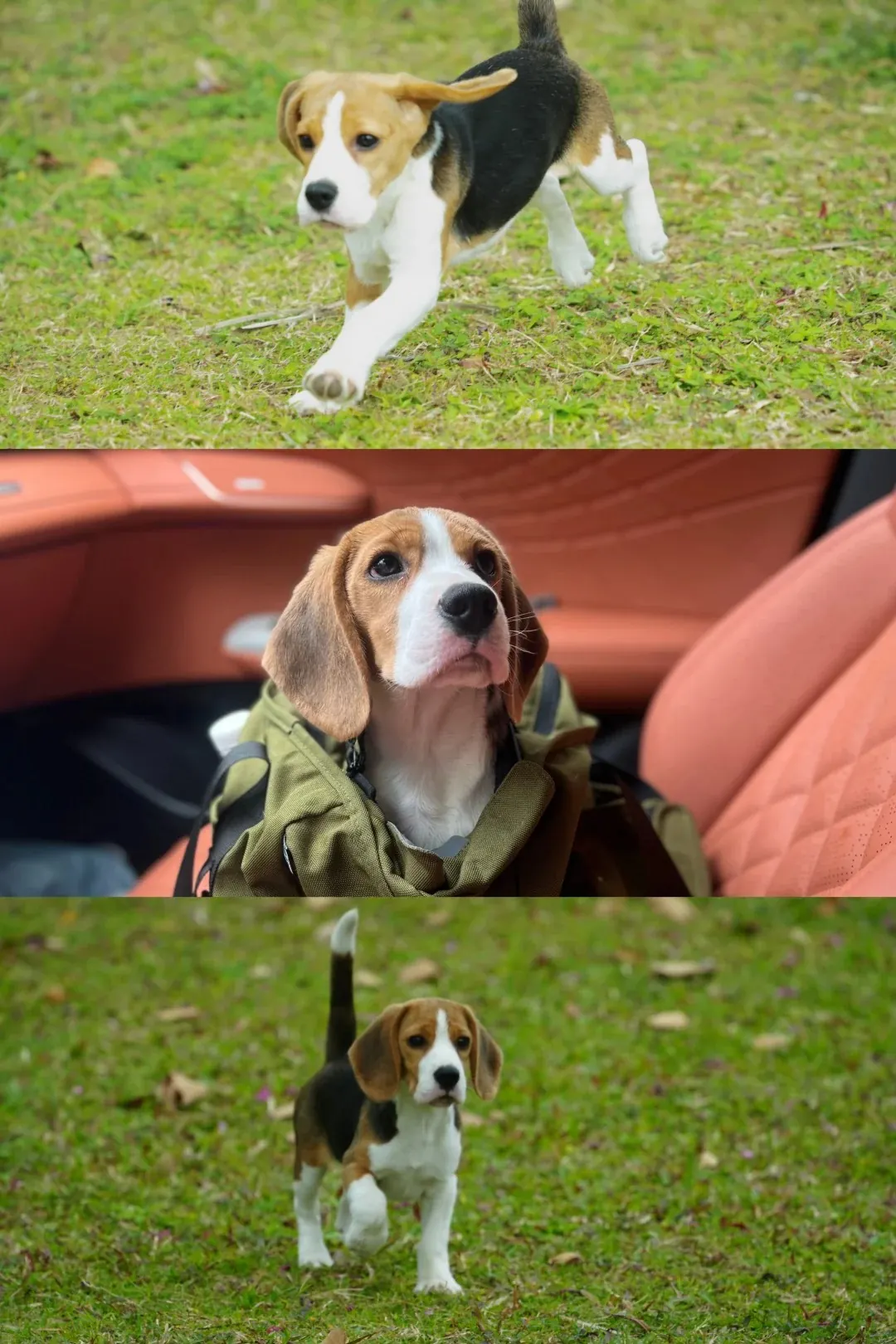 Quelle Race de Chien est la Plus Mignonne ? Top 15 en France Beagle avec sa robe tricolore et ses longues oreilles tombantes caractéristiques