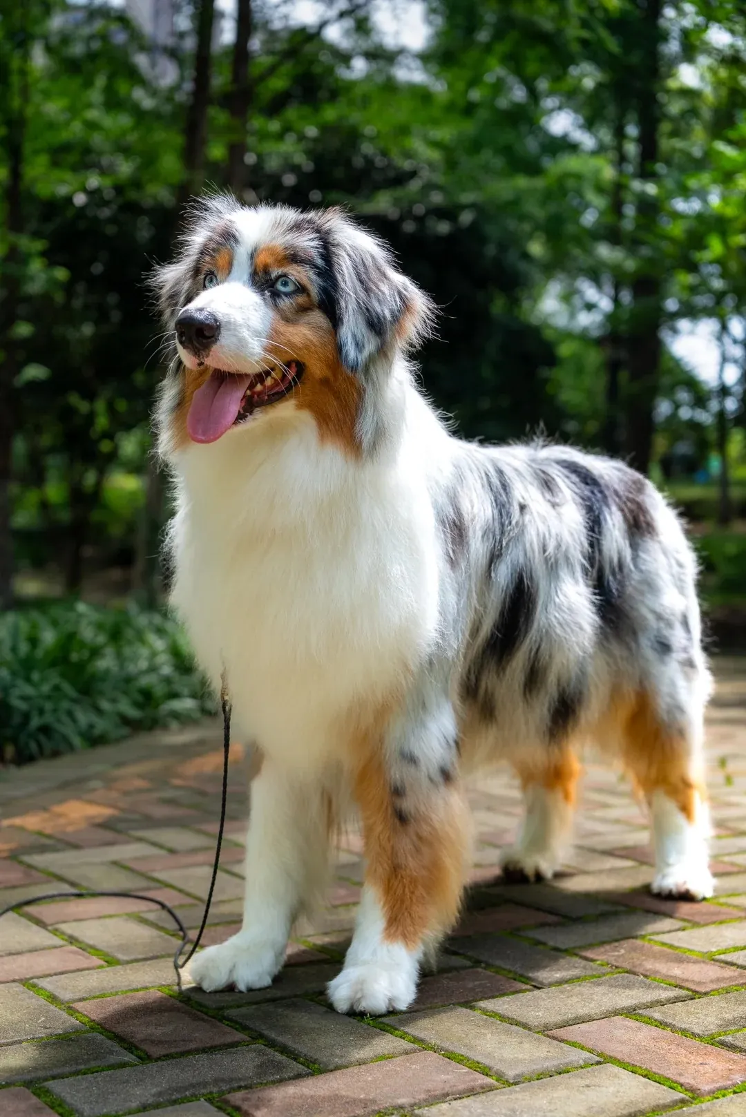Quelle Race de Chien est la Plus Mignonne ? Top 15 en France Berger Australien aux yeux bleus captivants et au pelage multicolore