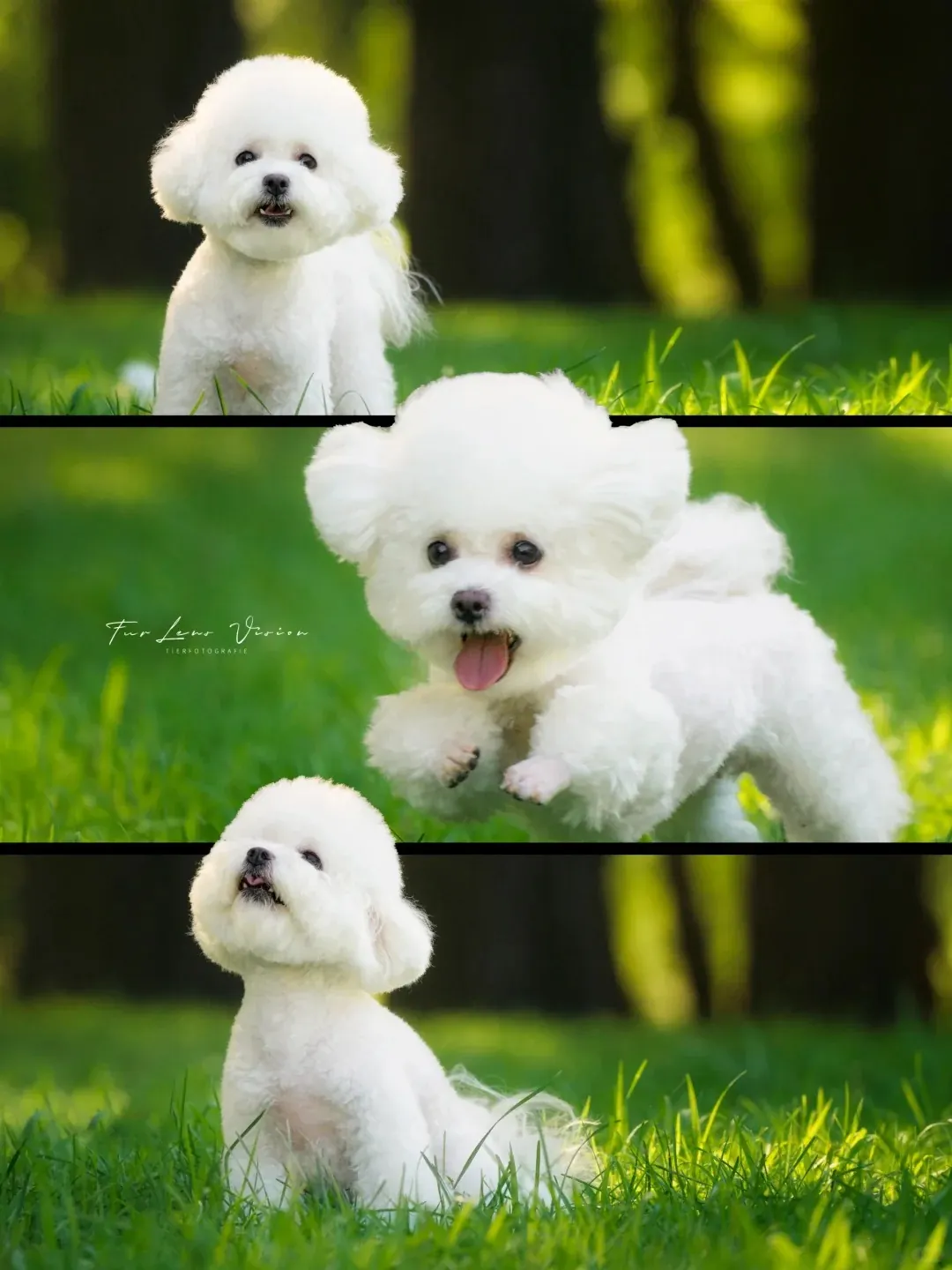 Quelle Race de Chien est la Plus Mignonne ? Top 15 en France Bichon Maltais blanc au pelage soyeux et aux yeux foncés expressifs