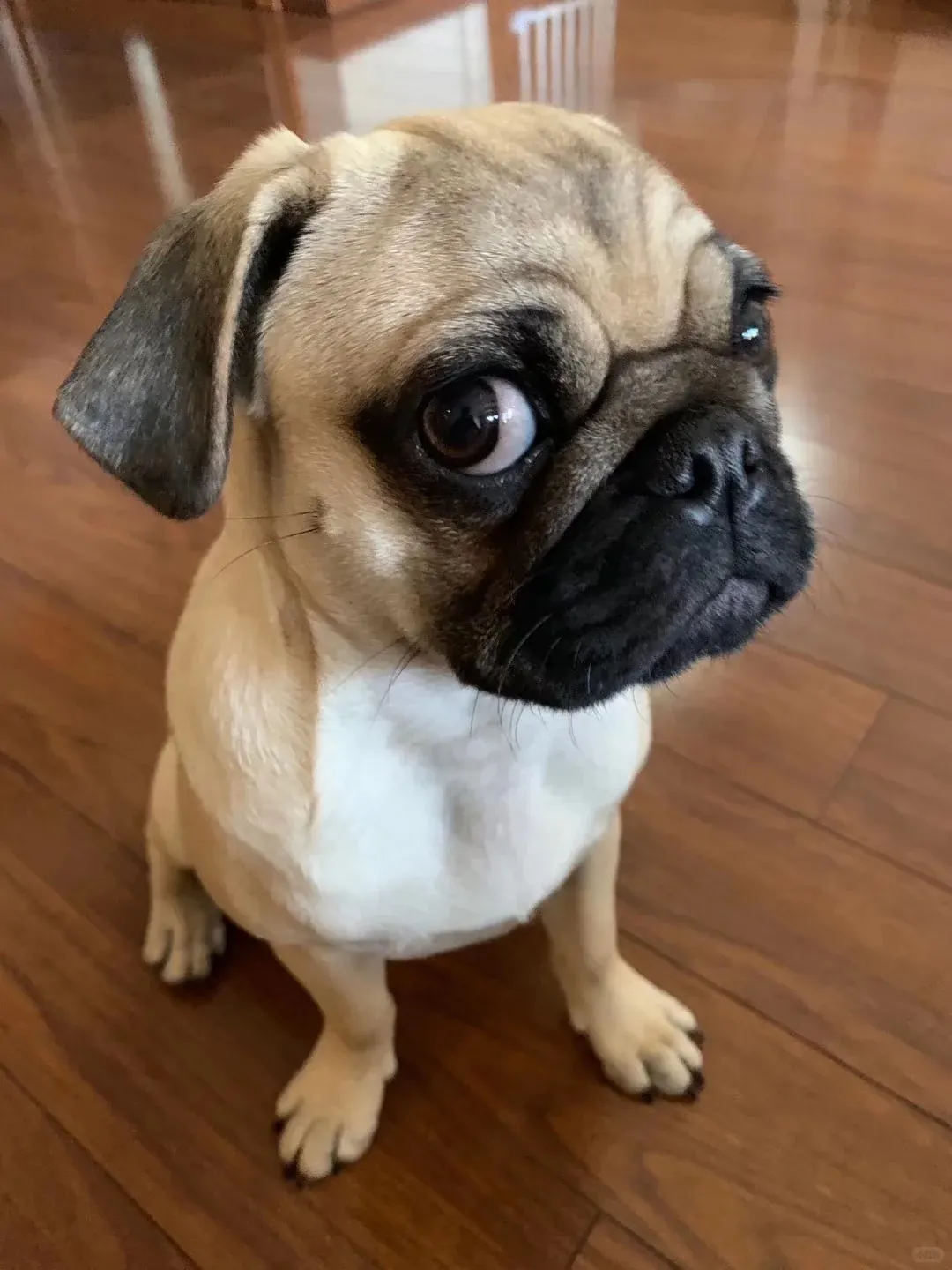 Quelle Race de Chien est la Plus Mignonne ? Top 15 en France Carlin au visage plissé et aux grands yeux globuleux avec son expression attendrissante