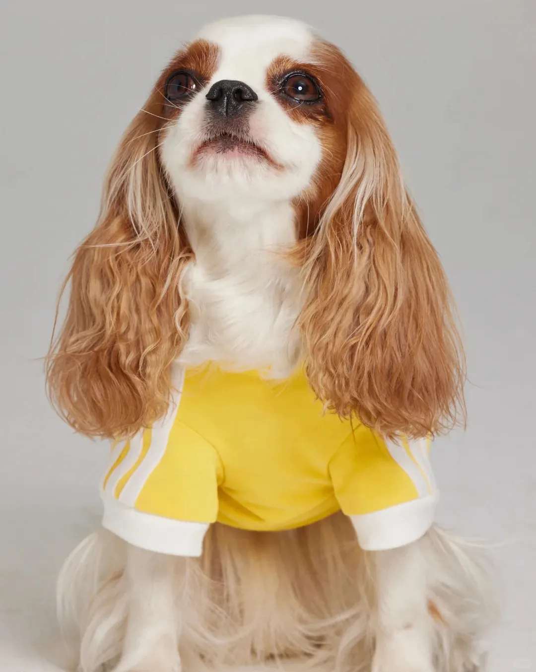 Quelle Race de Chien est la Plus Mignonne ? Top 15 en France Cavalier King Charles Spaniel aux grands yeux expressifs et aux longues oreilles soyeuses