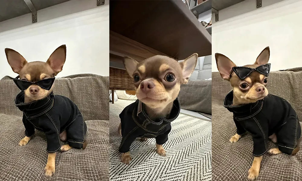 Quelle Race de Chien est la Plus Mignonne ? Top 15 en France Chihuahua miniature avec ses grands yeux et sa tête arrondie caractéristique