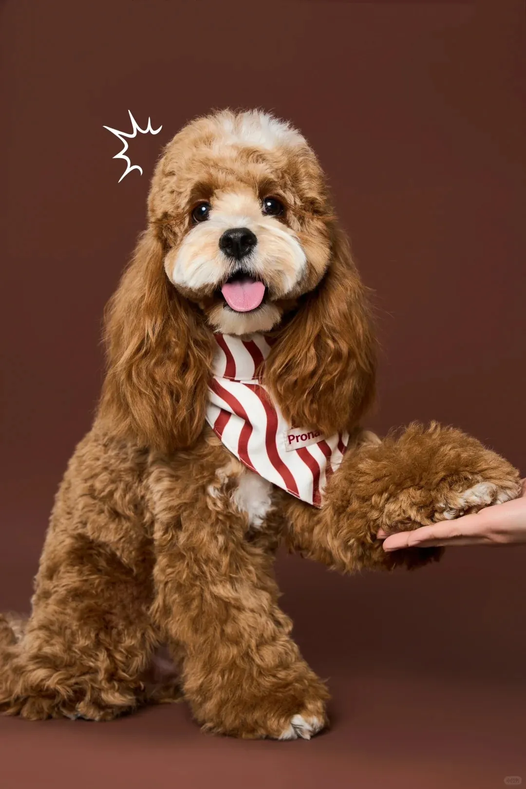 Quelle Race de Chien est la Plus Mignonne ? Top 15 en France Cocker Spaniel Anglais avec ses longues oreilles soyeuses et son regard expressif