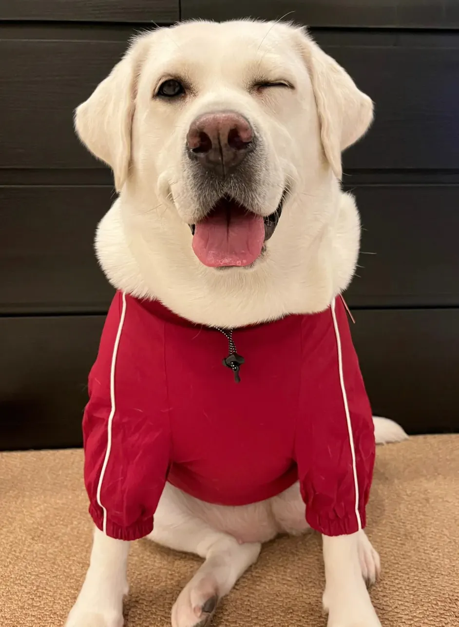 Quelle Race de Chien est la Plus Mignonne ? Top 15 en France Labrador Retriever avec son sourire naturel et ses yeux doux caractéristiques
