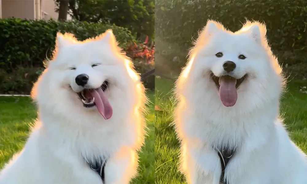 Quelle Race de Chien est la Plus Mignonne ? Top 15 en France Samoyède blanc avec son sourire caractéristique et son pelage épais et duveteux