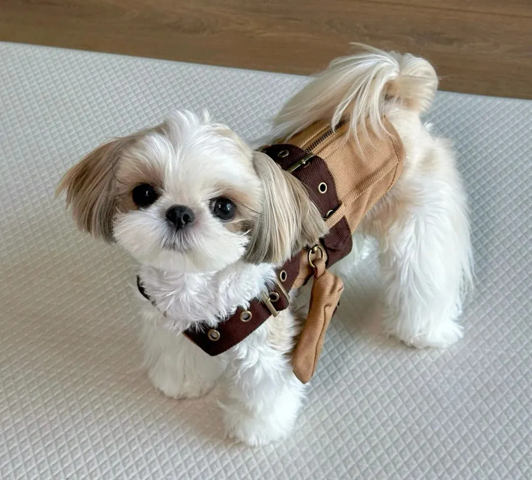 Quelle Race de Chien est la Plus Mignonne ? Top 15 en France Shih Tzu au pelage long et somptueux avec sa tête ronde adorable