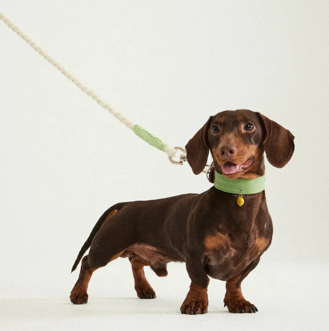 Quelle Race de Chien est la Plus Mignonne ? Top 15 en France Teckel avec son corps allongé et ses courtes pattes caractéristiques