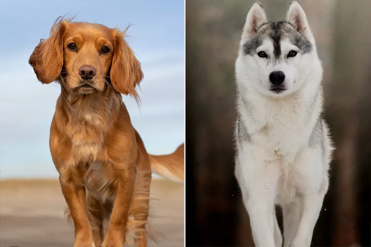 Les chiens descendent des loups
