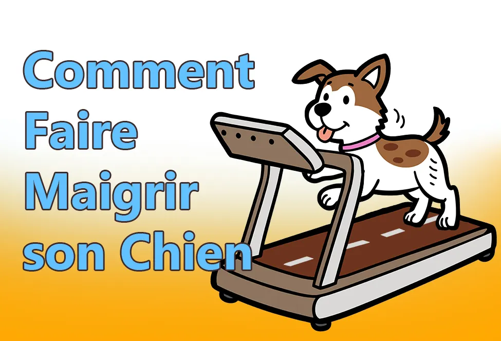 comment faire maigrir son chien