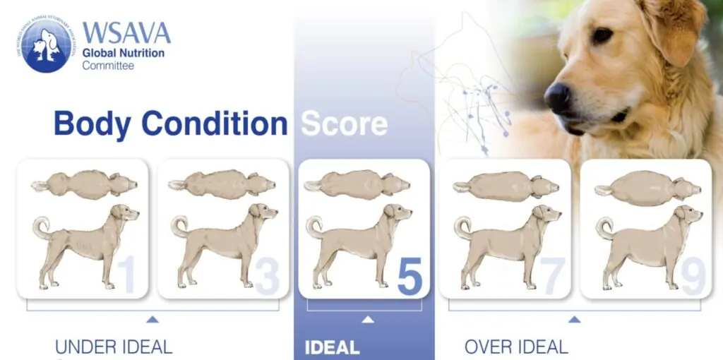 Comment faire maigrir son chien : Guide pratique et sécurisé Échelle d'évaluation de l'état corporel du chien - BCS de 1 à 5 montrant les différents stades de maigreur à obésité