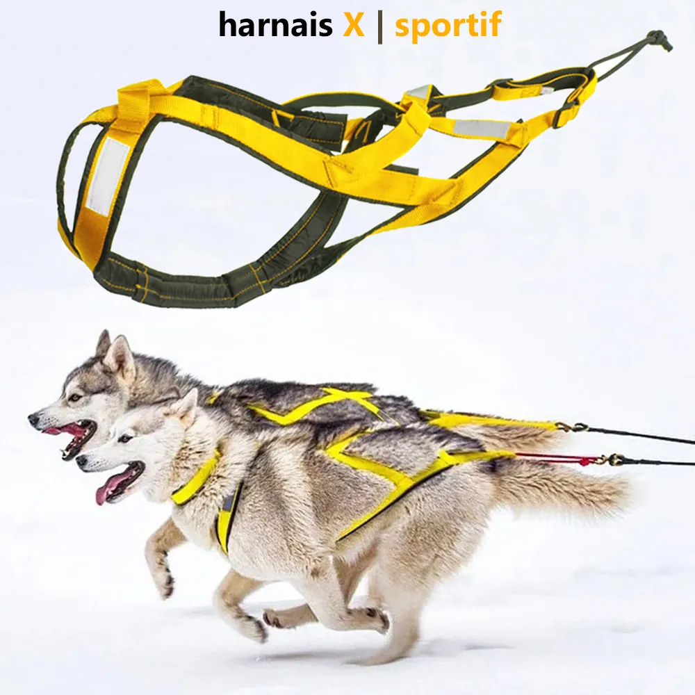 Quel Harnais Pour Chien Choisir ?Guide Complet 2026 Chien en pleine activité sportive avec harnais de traction canicross - libération complète des épaules