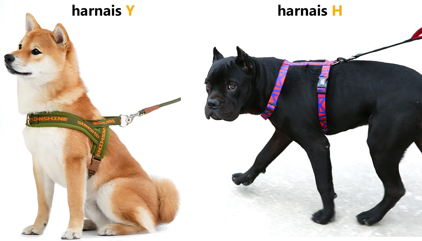 Quel Harnais Pour Chien Choisir ?Guide Complet 2026 Chien portant un harnais bien ajusté en train de jouer - exemple de harnais confortable pour promenade quotidienne