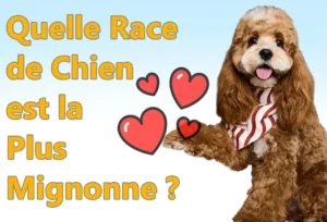 Quelle Race de Chien est la Plus Mignonne ?