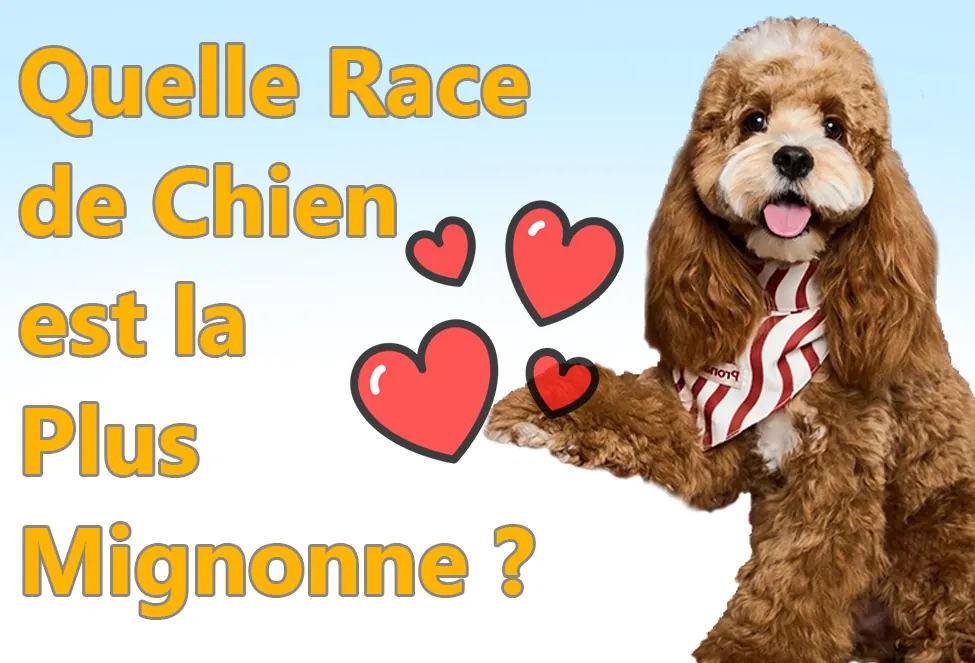Quelle Race de Chien est la Plus Mignonne ?