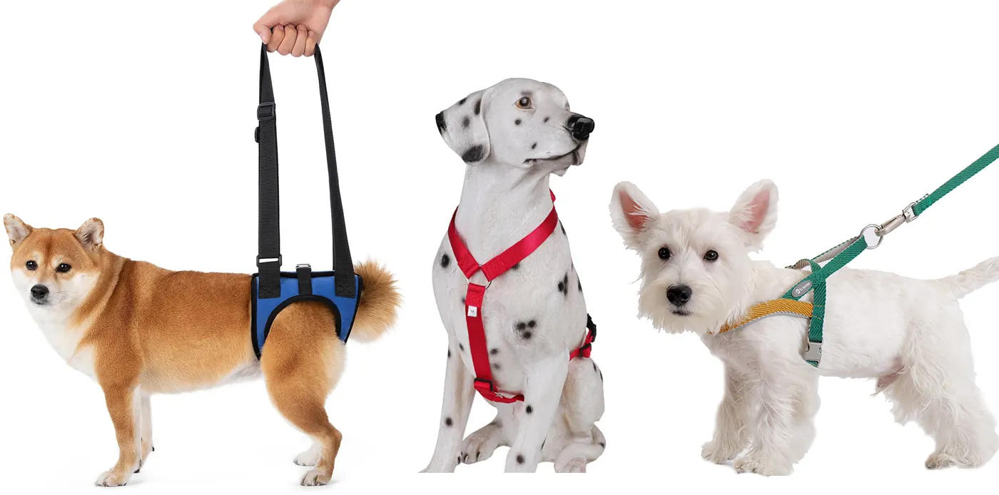 Comment faire maigrir son chien : Guide pratique et sécurisé Légumes autorisés et portions recommandées pour compléter l'alimentation d'un chien en surpoids - courgettes, haricots verts, carottes