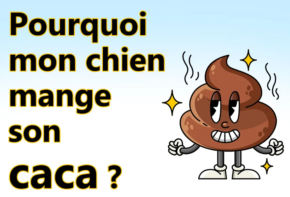 Pourquoi mon chien mange son caca ?