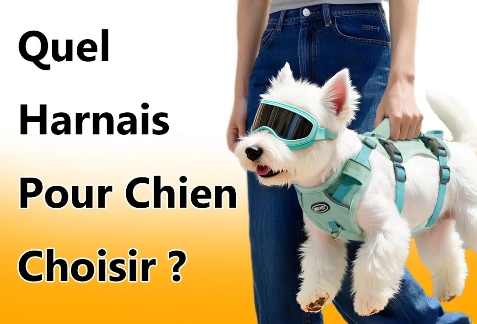 Quel Harnais Pour Chien Choisir ?
