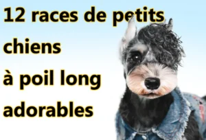 12 races de petits chiens à poil long adorables